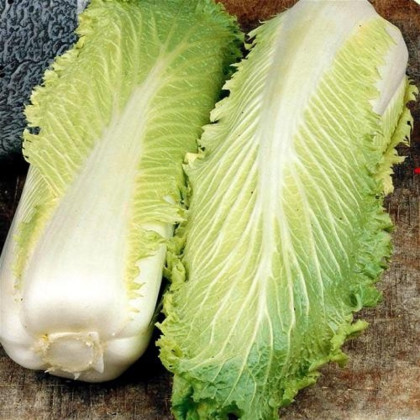 Bio pekingské zelí Granat - Brassica rapa pekinensis - prodej bio semen - 100 ks