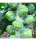 BIO Kapusta růžičková Neptuno F1 - Brassica oleracea var. gemmifera -prodej semen - 20 ks