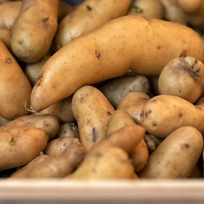 Sadbové brambory Ratte - Solanum tuberosum - 5 ks