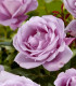 Růže velkokvětá pnoucí fialová - Rosa - prodej prostokořenných sazenic - 1 ks