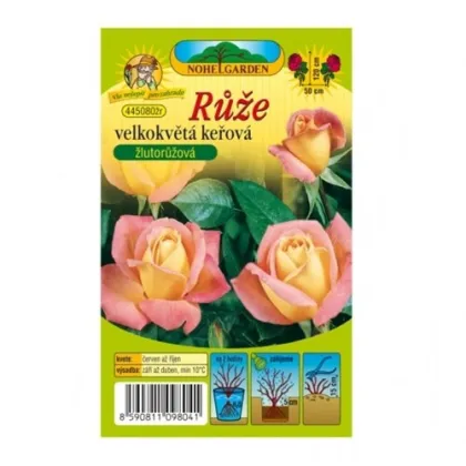 Růže velkokvětá keřová žlutorůžová - Rosa - prodej prostokořenných sazenic - 1 ks