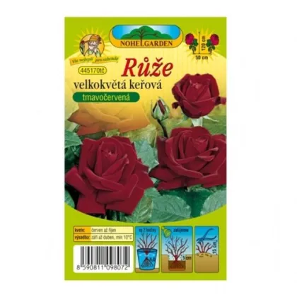 Růže velkokvětá keřová tmavě červená - Rosa - prodej prostokořenných sazenic - 1 ks