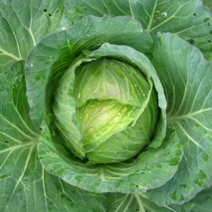 Kapusta hlávková Předzvěst - Brassica oleracea var. Sabauda - prodej semen - 100 ks