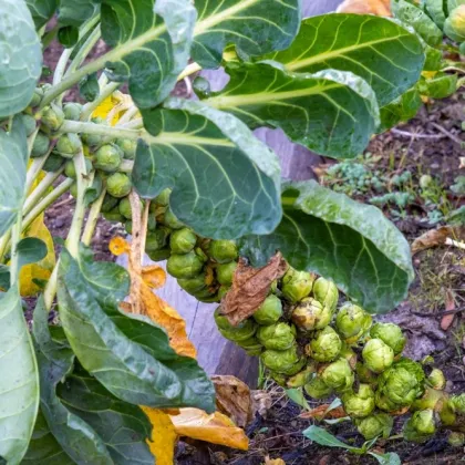 BIO Kapusta růžičková Groninger - Brassica oleracea - prodej bio semen - 50 ks