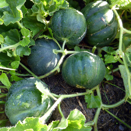 Meloun cukrový Petit Gris de Rennes - Cucumis melo - prodej semen - 10 ks