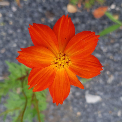 BIO Krásenka oranžová - Cosmos suplhureus - prodej bio semena - 20 ks