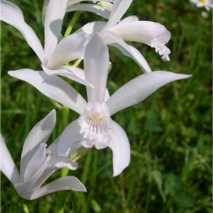 Orchidej vzpřímená bílá - Bletilla striata alba - prodej cibulovin - 1 ks