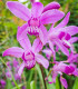 Orchidej vzpřímená růžová - Bletilla striata pink - prodej cibulovin - 1 ks