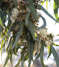 Eukalyptus Lemon Bush - Blahovičník - Eucalyptus gunnii - prodej semen - 10 ks