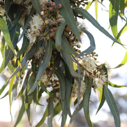 Eukalyptus Lemon Bush - Blahovičník - Eucalyptus gunnii - prodej semen - 10 ks