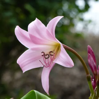 Křín Powellii růžový - Crinum Powellii rosea - prodej cibulovin - 1 ks