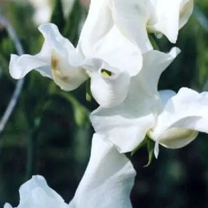 Hrachor pnoucí královský bílý - Lathyrus odoratus - prodej semen - 20 ks