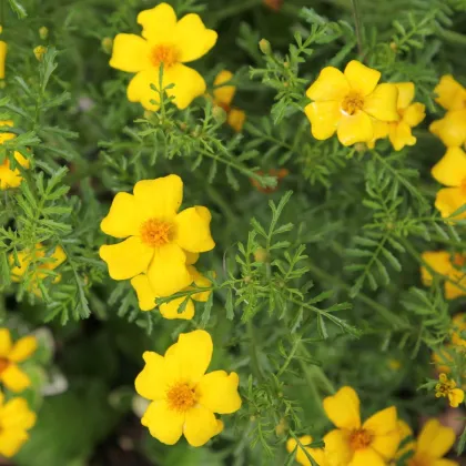 BIO Aksamitník tenkolistý Lemon Gem - Tagetes tenuifolia - prodej bio semen - 0,02 g