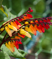 Povíjnice laločnatá Jungle Queen - Ipomoea lobata - prodej semen - 15 ks