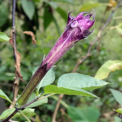 Durman metelový Ballerina - Datura metel - prodej semen - 5 ks