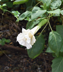 Durman metelový bílý - Datura metel alba - prodej semen - 5 ks