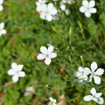 Hvozdík kropenatý bílý - Dianthus deltoides - prodej semen - 100 ks