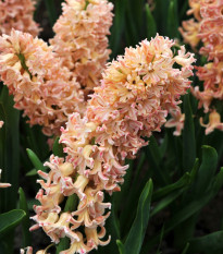 Hyacint Odysseus - Hyacinthus - prodej cibulovin - 1 ks