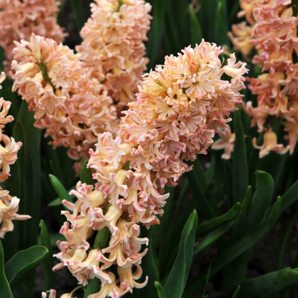 Hyacint Odysseus - Hyacinthus - prodej cibulovin - 1 ks