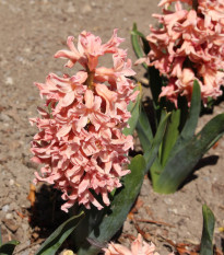 Hyacint Apricot Passion - Hyacinthus - prodej cibulovin - 1 ks