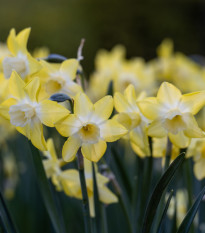 Narcis Hillstar - Narcissus - prodej cibulovin - 3 ks