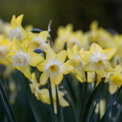 Narcis Hillstar - Narcissus - prodej cibulovin - 3 ks