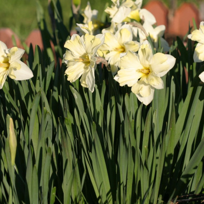 Narcis Cassata - Narcissus - prodej cibulovin - 3 ks