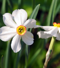 Narcis Dreamlight - Narcissus - prodej cibulovin - 3 ks