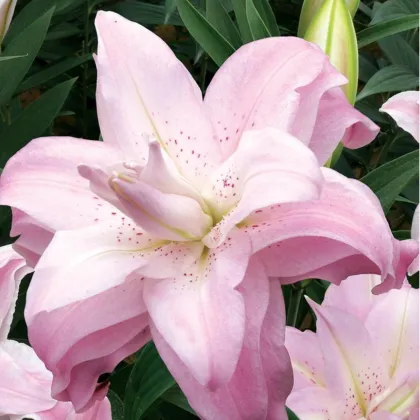 Lilie Lotus Queen - Lilium - prodej cibulovin - 1 ks