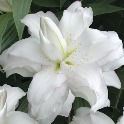 Lilie Lotus Beauty - Lilium - prodej cibulovin - 1 ks