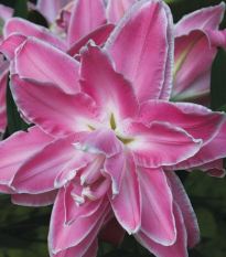 Lilie Lotus Wonder - Lilium - prodej cibulovin - 1 ks