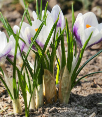 Krokus Blue Bird - Crocus chrysanthus - prodej cibulovin - 3 ks