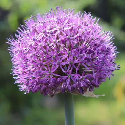 Česnek Summer Drummer - Allium - prodej cibulovin - 3 ks