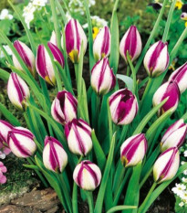 Tulipán Persian Pearl - Tulipa humilis - prodej cibulovin - 3 ks