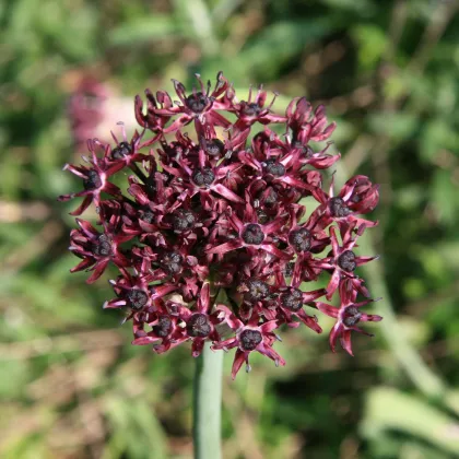 Česnek Atropurpureum - Allium - prodej cibulovin - 3 ks