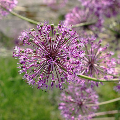 Česnek Akbulak - Allium - prodej cibulovin - 3 ks