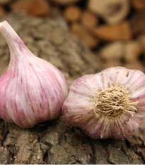 Sadbový česnek Skalka - Allium sativum - paličák - prodej česneku - 1 balení