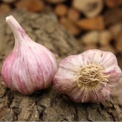 Sadbový česnek Skalka - Allium sativum - paličák - prodej česneku - 1 balení