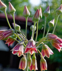 Česnek sicilský - Allium siculum - prodej cibulovin - 3 ks