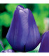 Tulipán Triumph Blue - Tulipa - prodej cibulovin - 3 ks