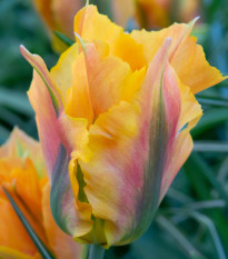 Tulipán Golden Artist - Tulipa - prodej cibulovin - 3 ks