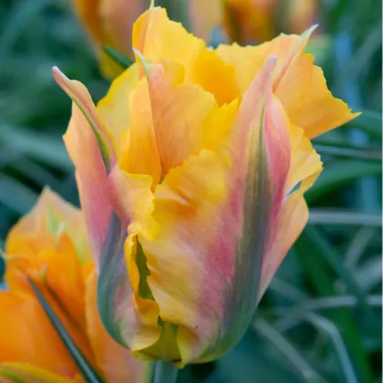 Tulipán Golden Artist - Tulipa - prodej cibulovin - 3 ks