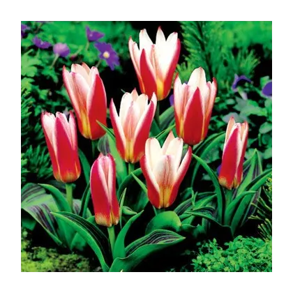 Tulipán Hearts Delight - Tulipa - prodej cibulovin - 3 ks