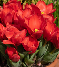 Tulipán Showinner - Tulipa - prodej cibulovin - 3 ks