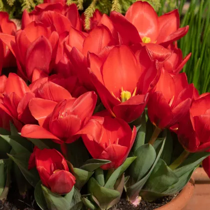 Tulipán Showinner - Tulipa - prodej cibulovin - 3 ks