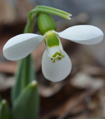 Sněženka Polar Bear - Galanthus elwesii - prodej cibulovin - 3 ks