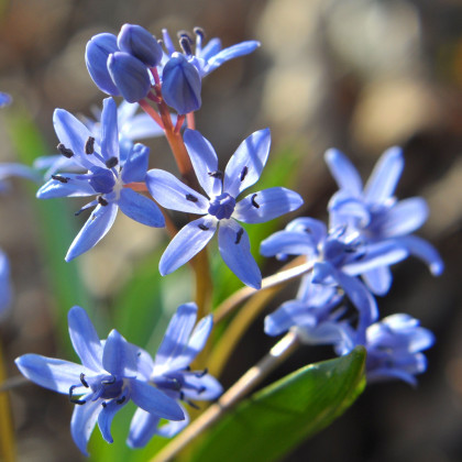 Ladoňka dvoulistá modrá - Scilla bifolia blue - prodej cibulovin - 3 ks