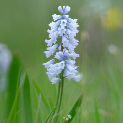 Ladoňka zvonkovitá bílá - Scilla campanulata - prodej cibulovin - 3 ks