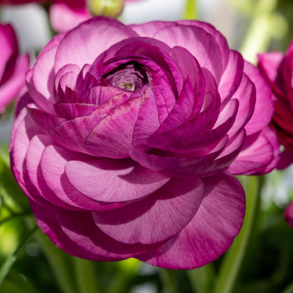 Pryskyřník plnokvětý Tomer Purple - Ranunculus asiaticus - prodej cibulovin - 3 ks