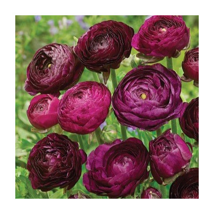 Pryskyřník plnokvětý Tomer Purple - Ranunculus asiaticus - prodej cibulovin - 3 ks